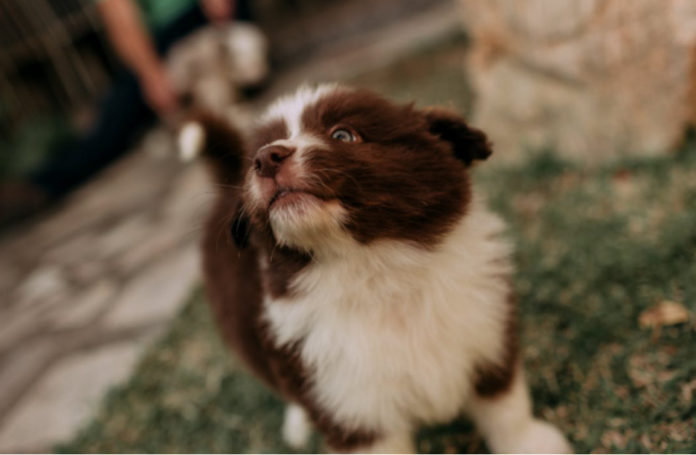 Secret Life of Puppies