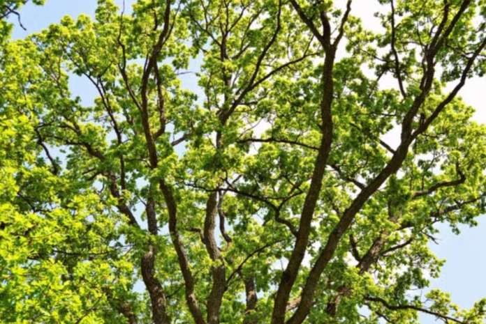 tree cabling and bracing in Lexington, SC